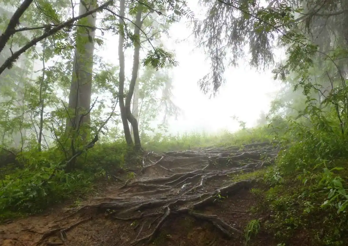 Forêt brumeuse avec racines s'ouvrant vers la lumière, évoquant le chemin thérapeutique en séance de gestalt-thérapie