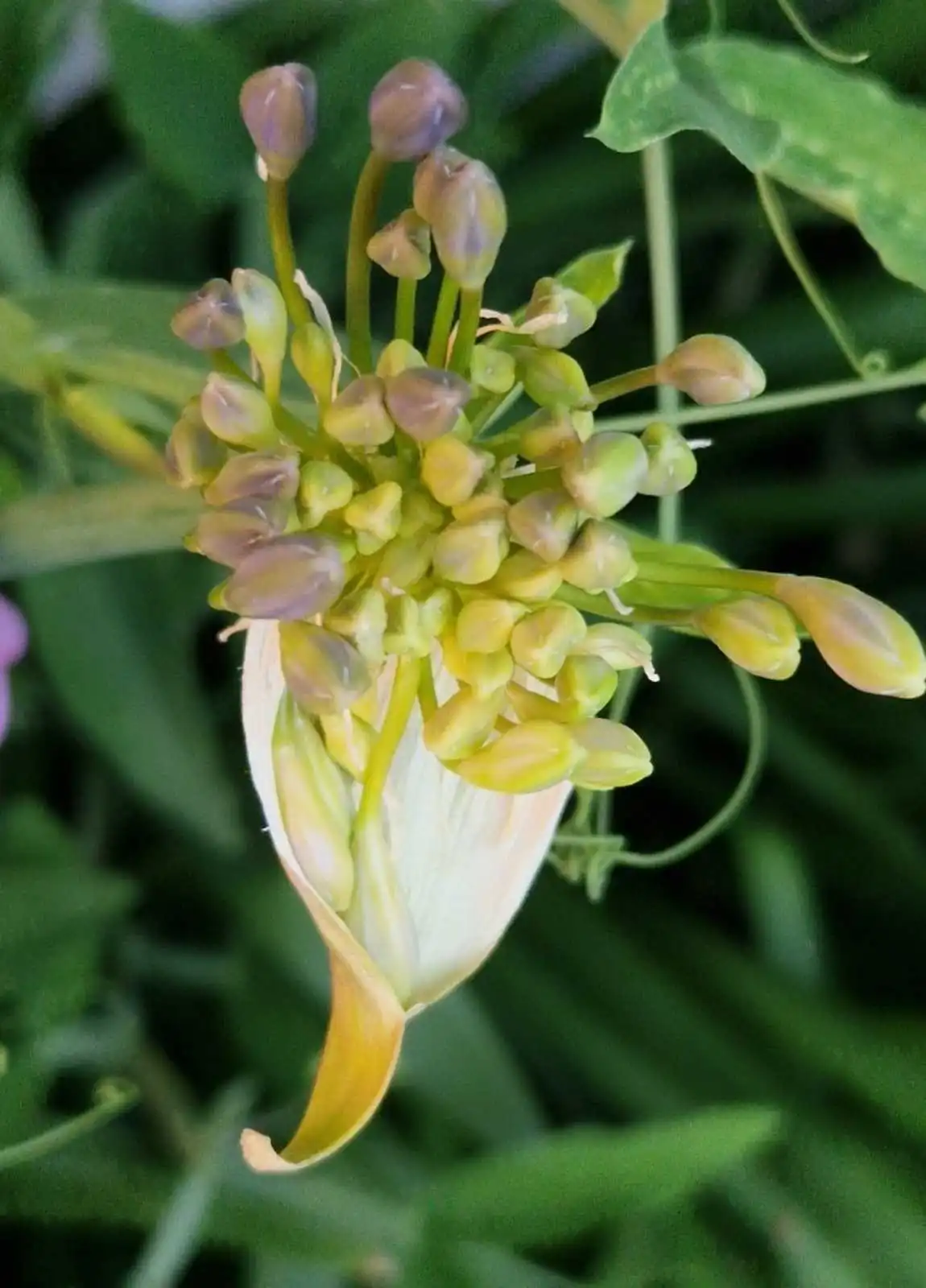 Boutons floraux en éclosion, évoquant le processus thérapeutique d'une gestalt-thérapeute près de Cournon d'Auvergne