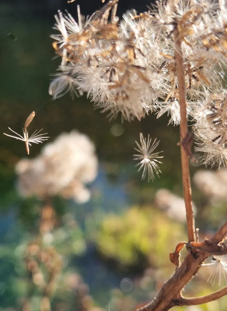 Graines de fleurs sauvages s'envolant au vent, évoquant le lâcher prise accompagné lors des séances de gestalt-thérapie
