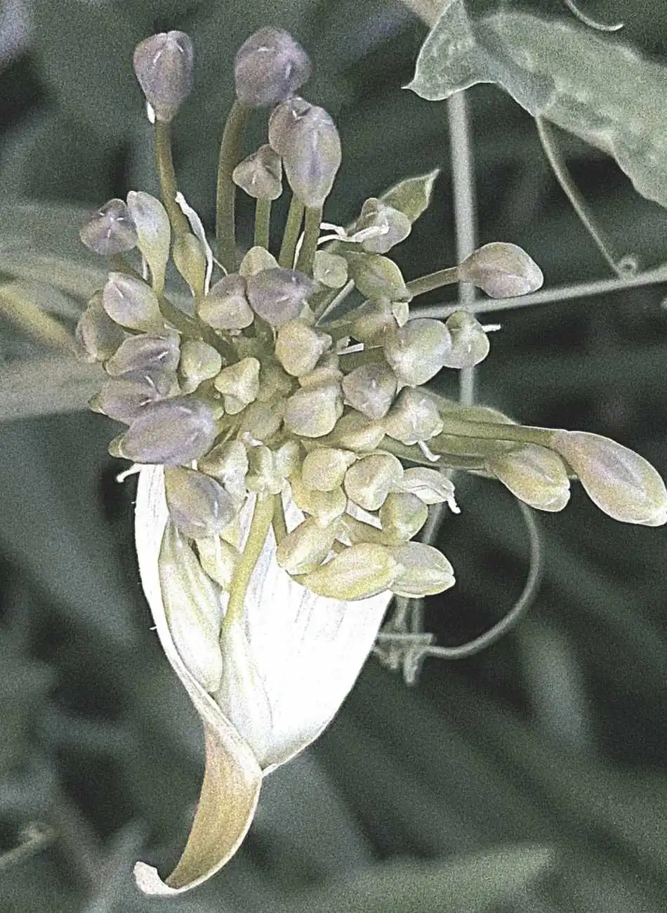 Grappe de boutons floraux en éclosion, symbolisant le déploiement de soi en gestalt-thérapie à Clermont-Ferrand