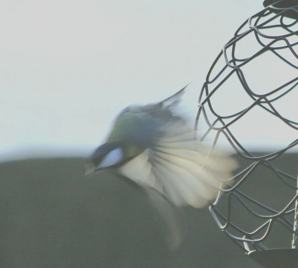 Oiseau en plein envol s'échappant d'une cage, évoquant la liberté retrouvée en consultant un gestalt-thérapeute