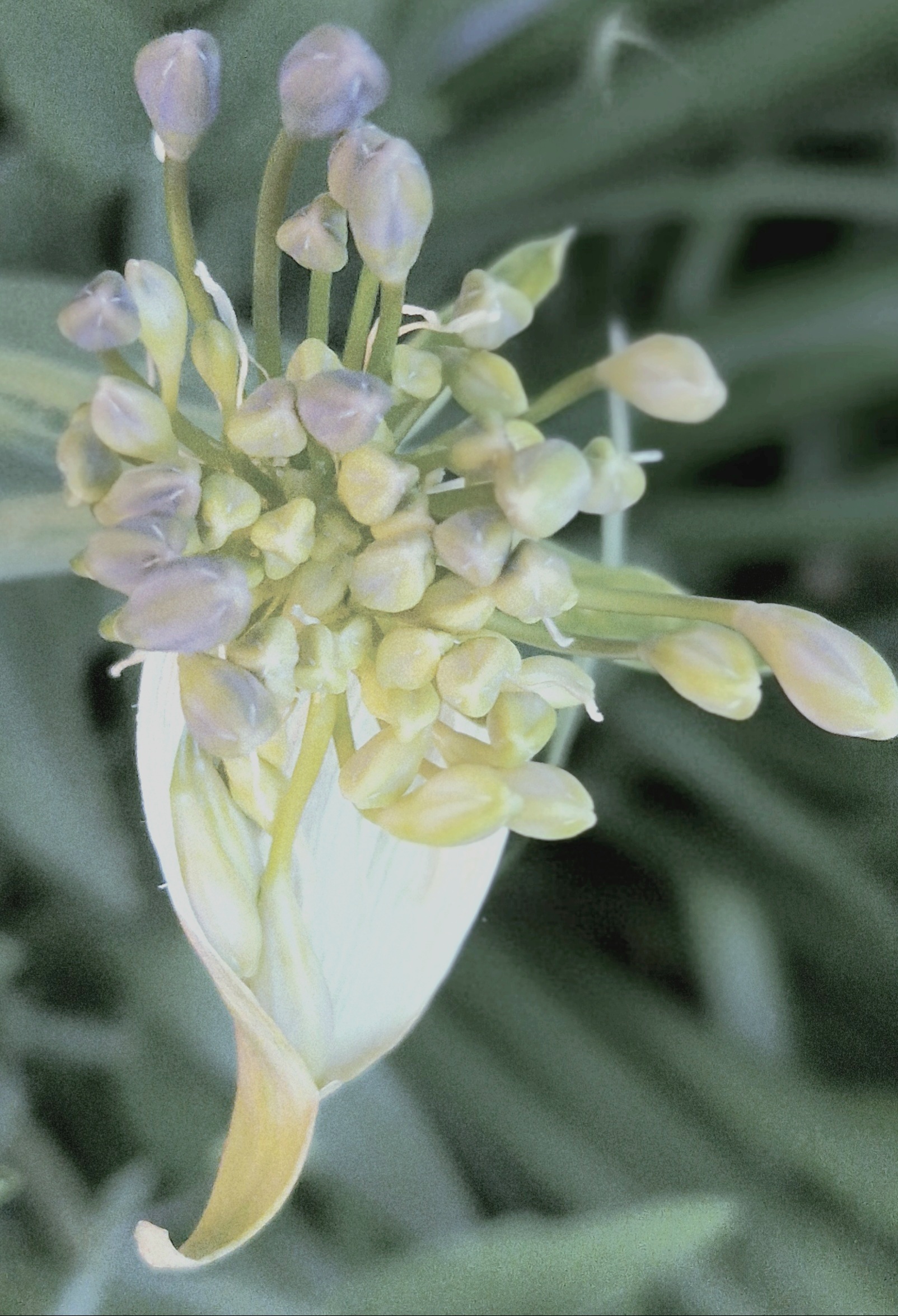 Grappe de boutons floraux en éclosion, symbolisant le déploiement de soi en gestalt-thérapie à Clermont-Ferrand