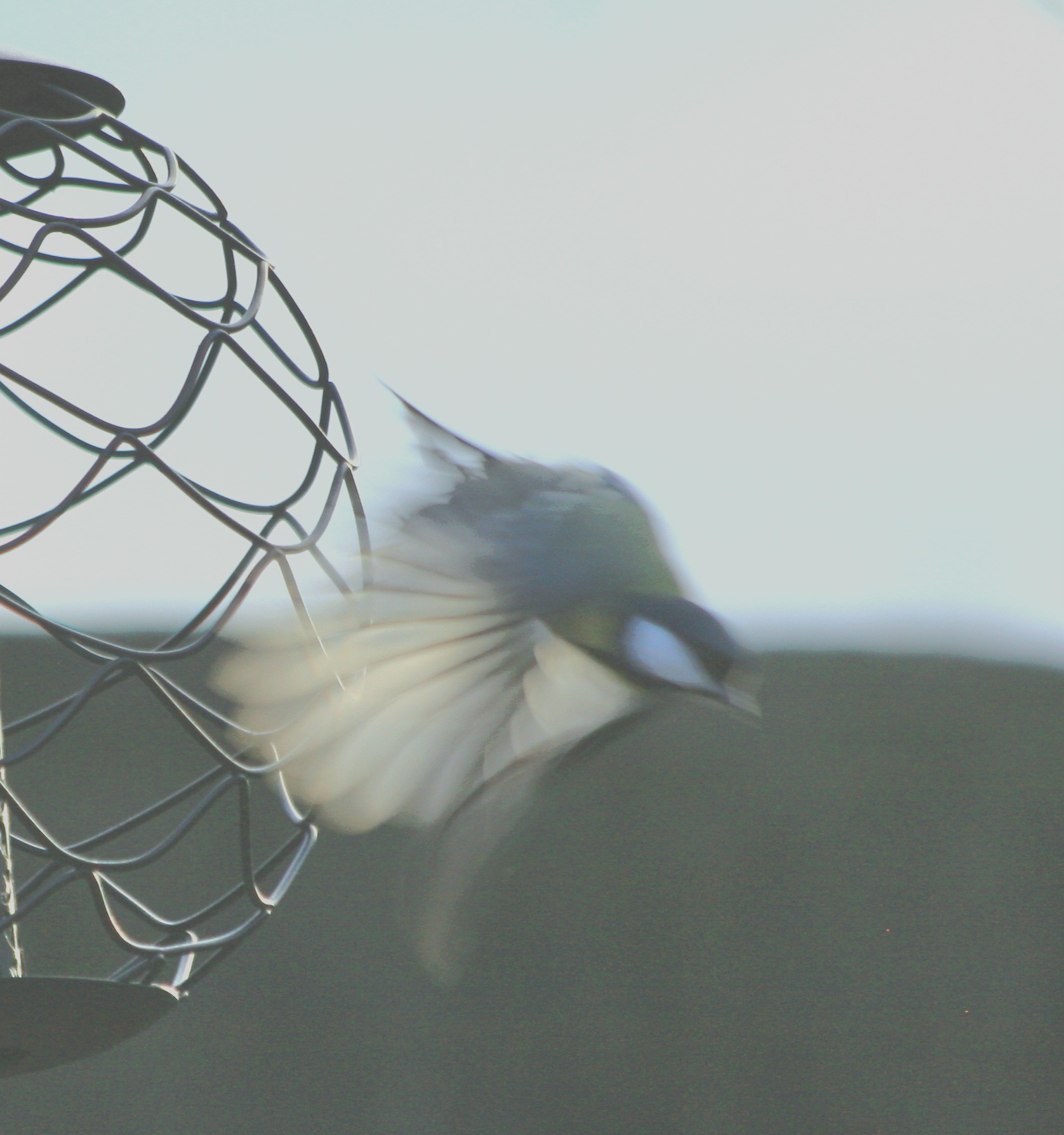 Oiseau en plein envol s'échappant d'une cage, évoquant la liberté retrouvée en consultant un gestalt-thérapeute